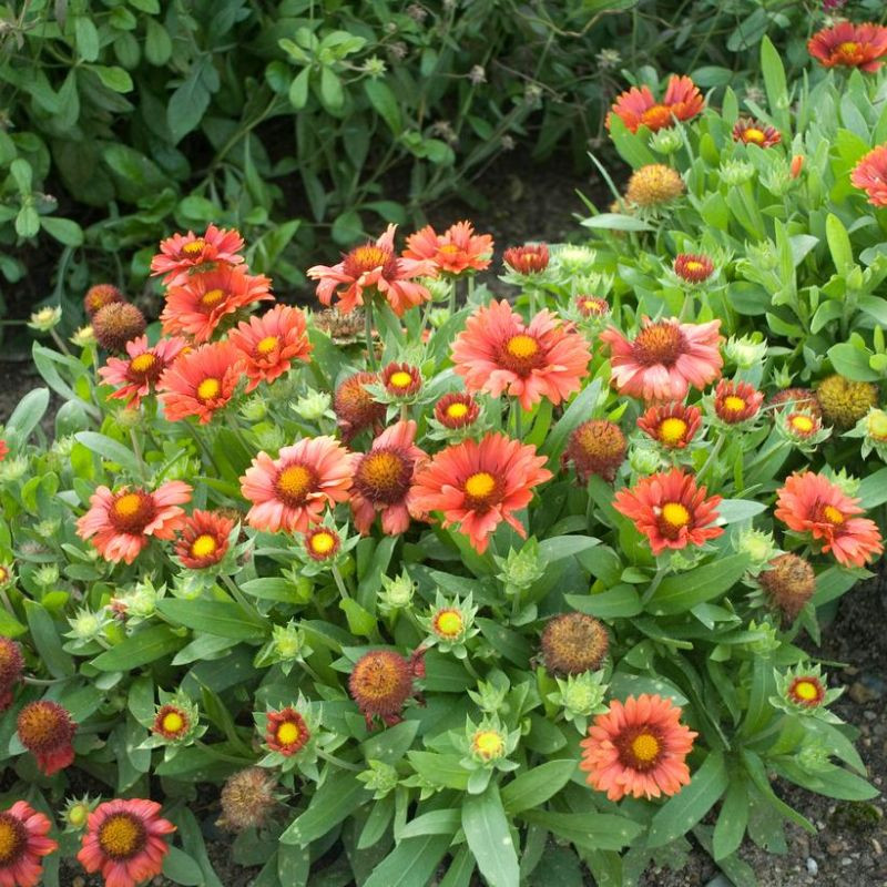 Arizona Apricot Blanket Flower Plant Addicts