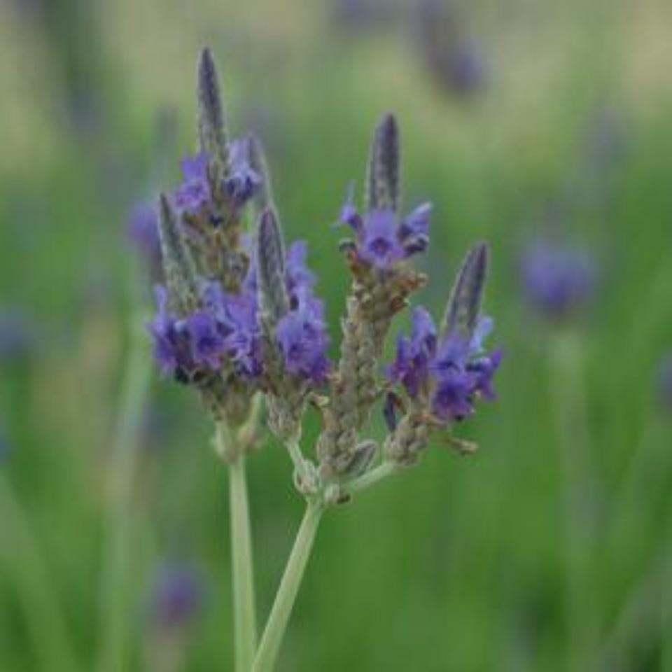Fernleaf Lavender Plant Plant Addicts