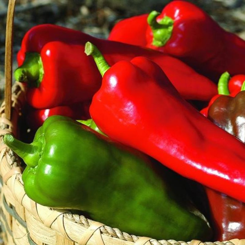 Big Bertha Sweet Pepper Plant Plant Addicts