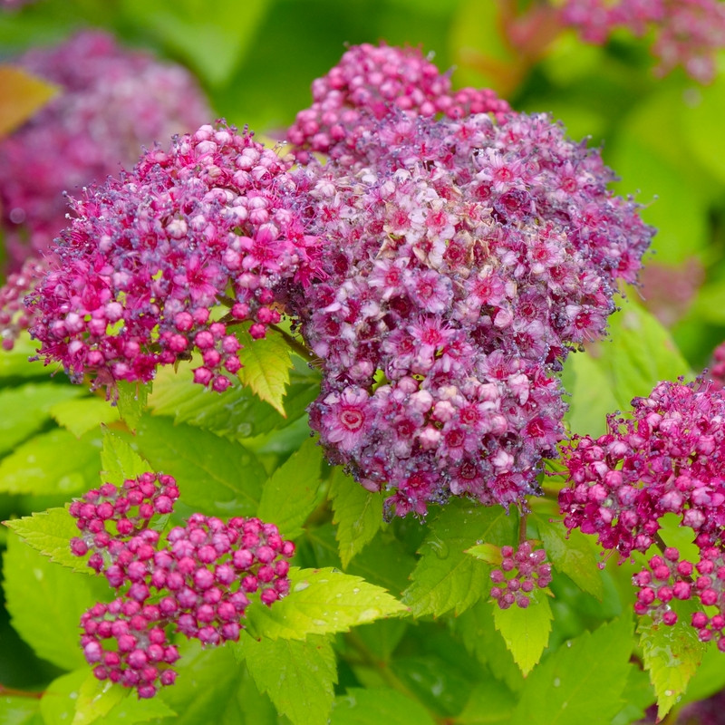 Double Play® Blue Kazoo® Spirea Plant Addicts