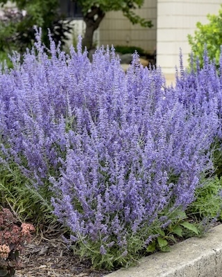 10 Fantastic Low-Maintenance Plants for Full Sun