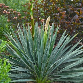 Adams Needle yucca growing in the landscape