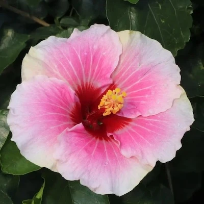 Pink flower on Hollywood Hibiscus America's Sweetheart