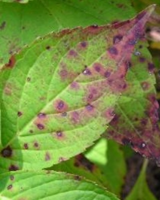 Common Problems With Hydrangea Leaves