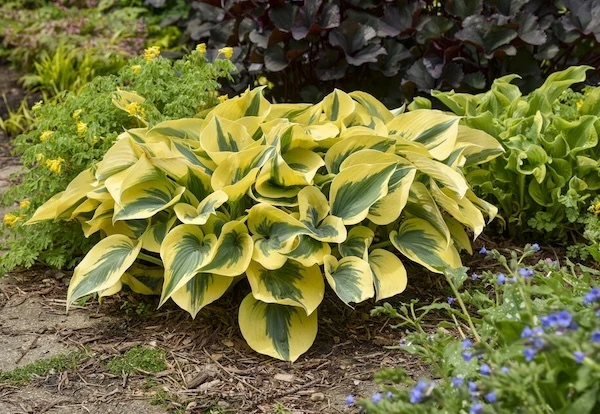 Shadowland Autumn Frost Hosta with corydalis and lungwort