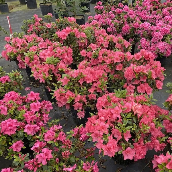 Grower crop of Perfecto Mundo Epic Coral Azaleas