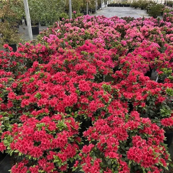 Grower crop of compact Perfecto Mundo Red Azaleas