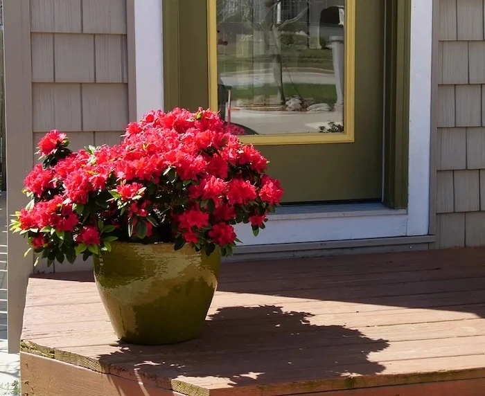 Perfecto Mundo Red Azalea growing in an outdoor container