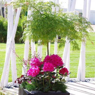 Best Trees For Planters