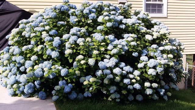 Large mature hydrangea covered in blue blooms after proper pruning
