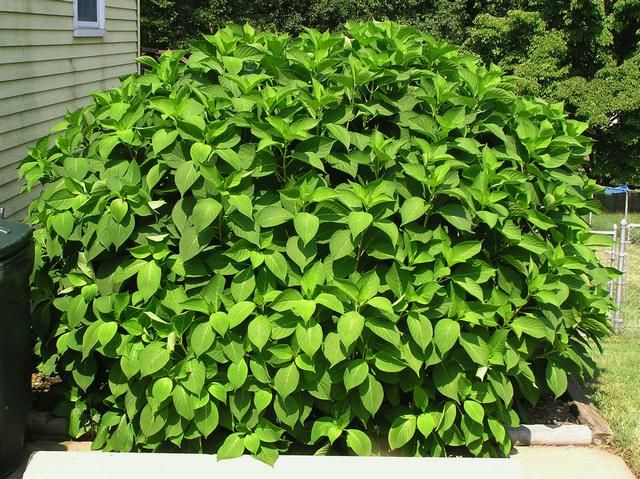 Large green hydrangea shrub with healthy leaves but no blooms