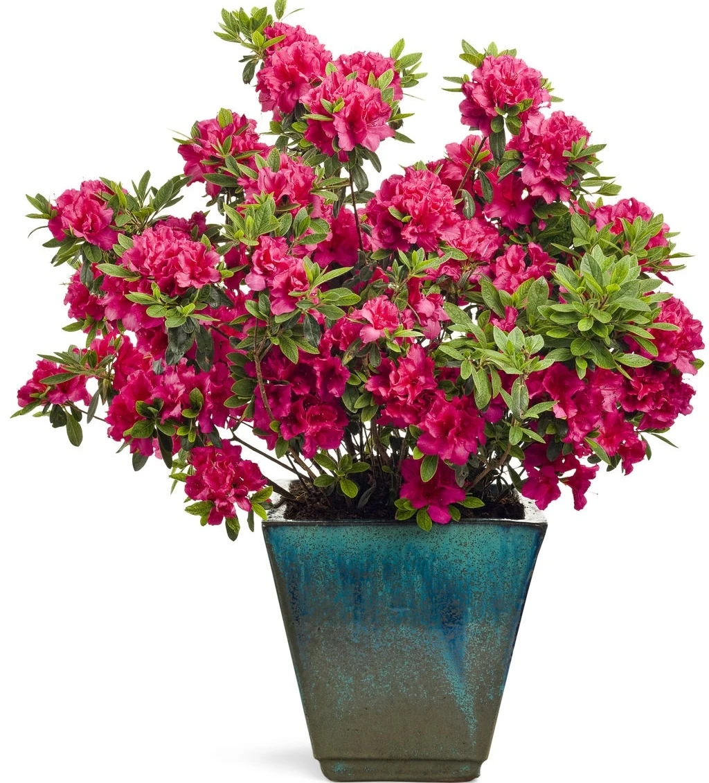 Bloom-A-Thon Red Azalea growing in a decorative container