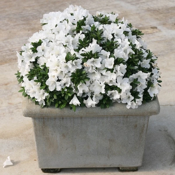 Bloom-A-Thon White Azaleas growing in decorative pots