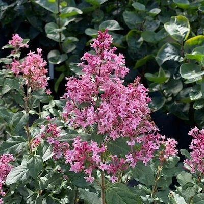 Pink flowers on Bloomerang Ballet reblooming lilac