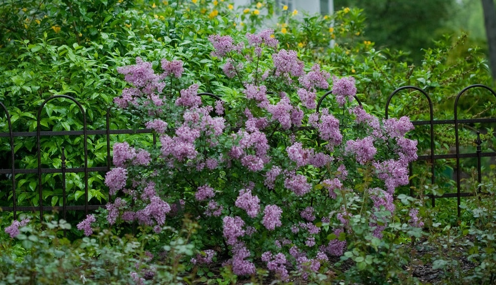 Bloomerang® Purple Reblooming Lilac used in a garden border