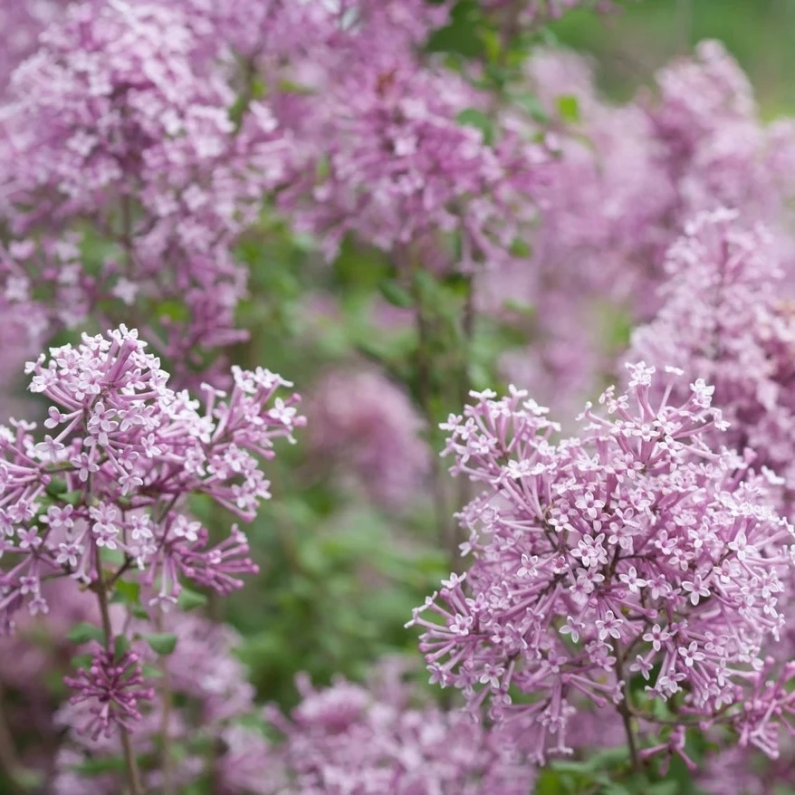 Purple flowers on Bloomerang Purple lilac