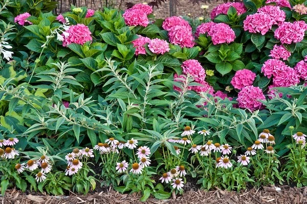 Lo and Behold Purple Haze butterfly bush growing in a mixed perennial border