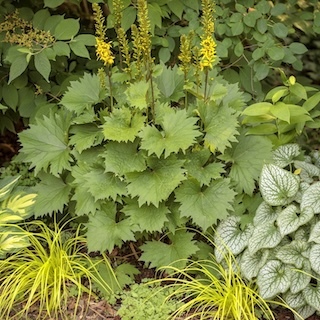 Shade Perennials That Bloom All Summer