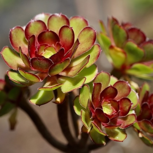 Branching Aeonium variety outdoors