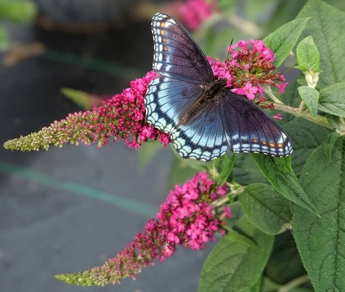Butterfly visiting Lo and Behold Ruby Chip butterfly bush flowers