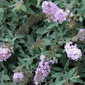 Lo and Behold Lilac Chip Butterfly Bush lavender purple flowers