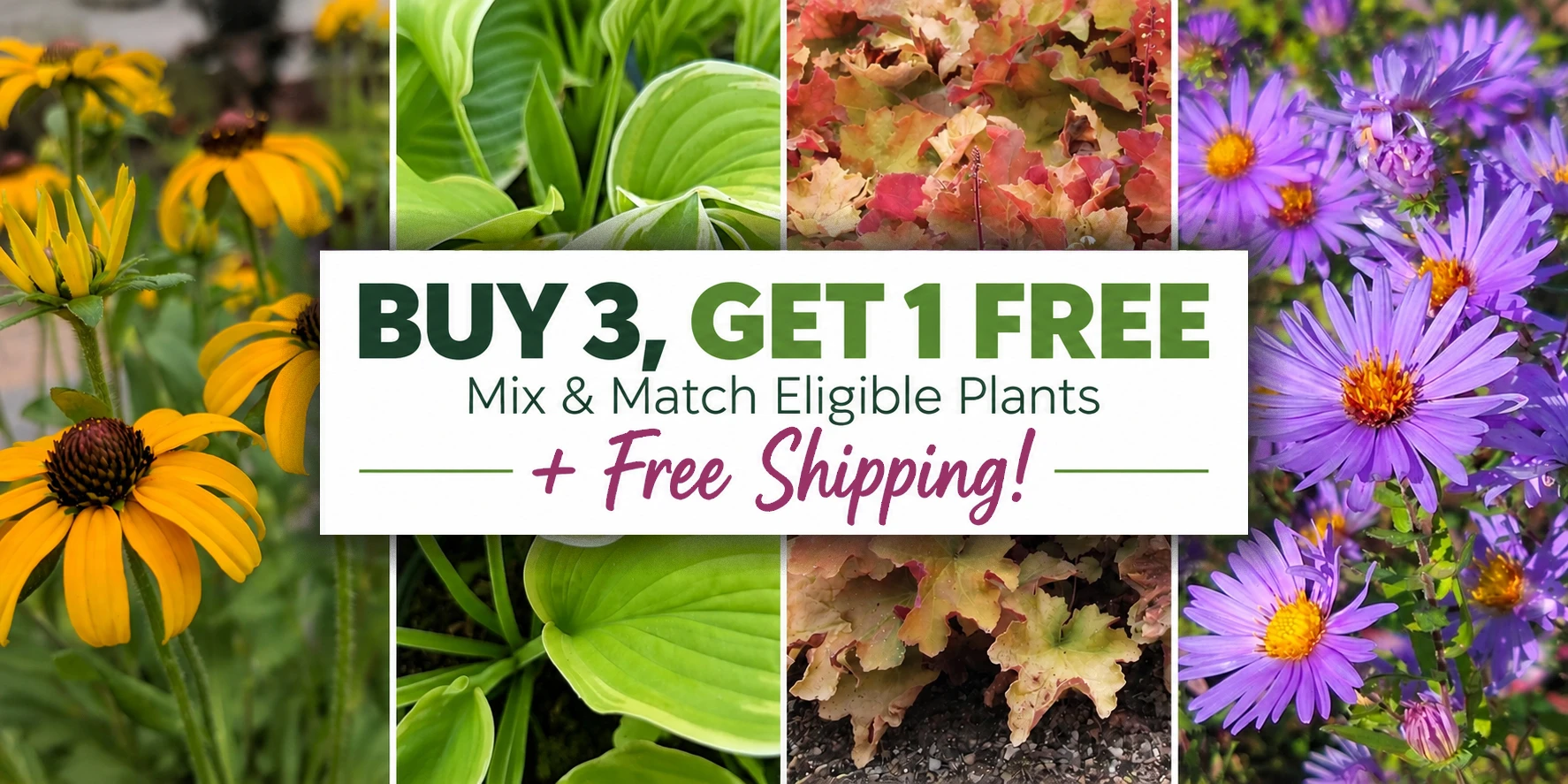 Buy 3 Get 1 Free Select Perennials