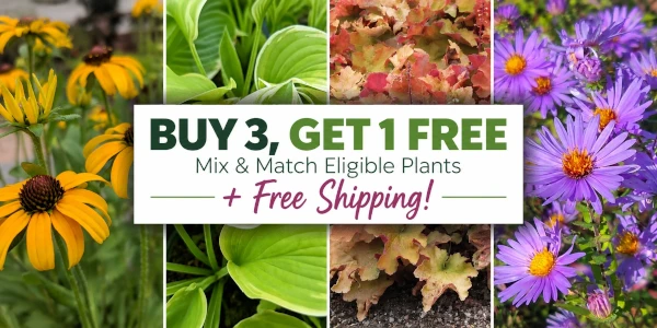 Buy 3 Get 1 Free Select Perennials