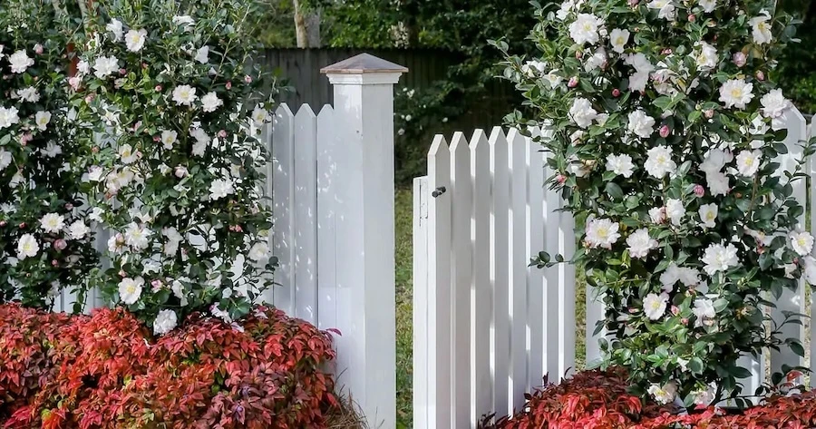 October Magic camellias forming an evergreen living screen in front of a fence