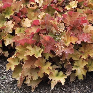 Caramel Coral Bells Growing in the Sunlight