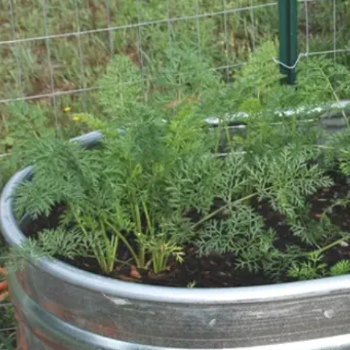 Carrot Trough Easy Gardening Project