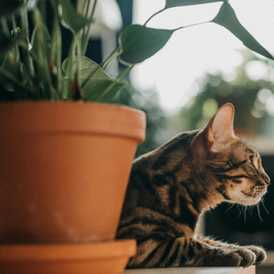 cat with houseplant