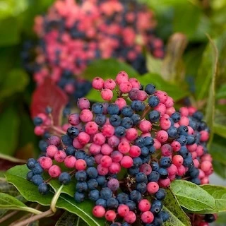 viburnum berries