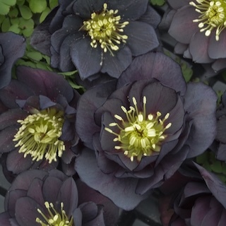 Close-up of Dark and Handsome hellebore blooms