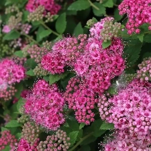Dark pink flowers on Double Play Princess Spirea