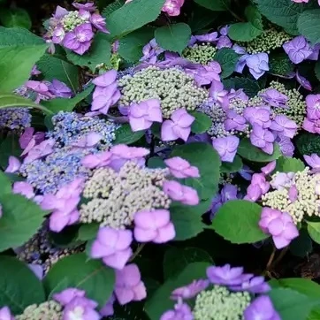 Pink and purple lacecap flowers on Tuff Stuff Top Fun Hydrangea