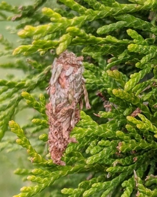 How To Remove & Treat For Bagworms on Arborvitae