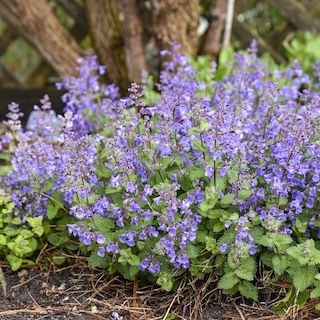 Catwalk Queen catmint in bloom