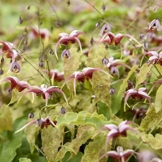 Close-up of Hugs and Kisses epimedium