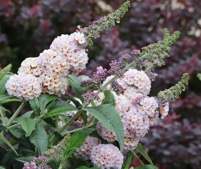 Close-up of a large Pugster Sorbet Butterfly Bush two-toned flower spike