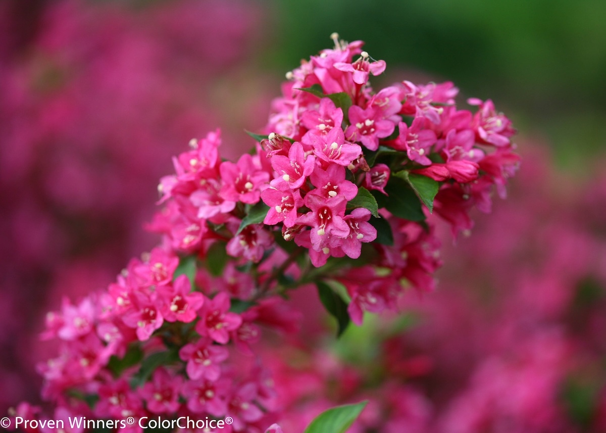 Close-up of tubular Sonic Bloom Pink weigela flowers