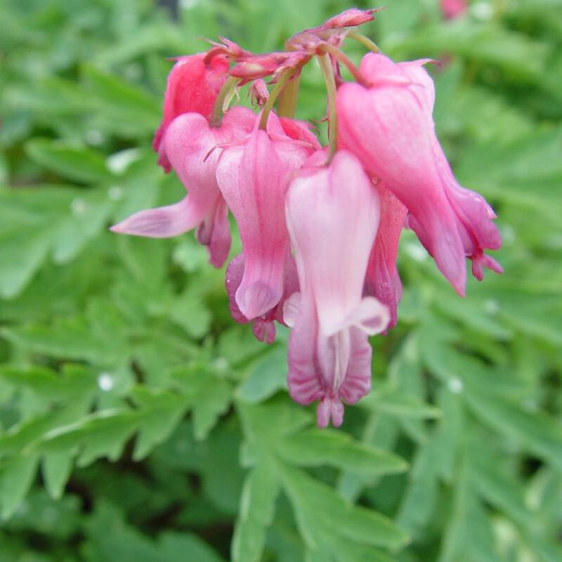Close-up of Wild bleeding heart blooms