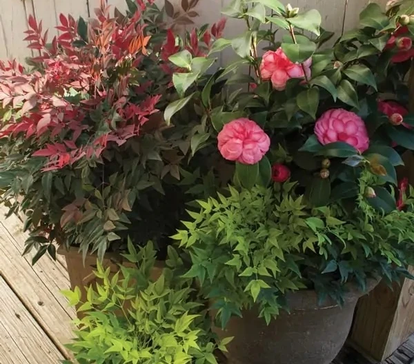October Magic Camellia combined with evergreen companion plants in a container