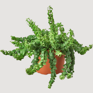 Lipstick Plant Care