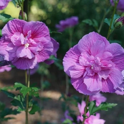 Lavender Chiffon Rose of Sharon lavender flower