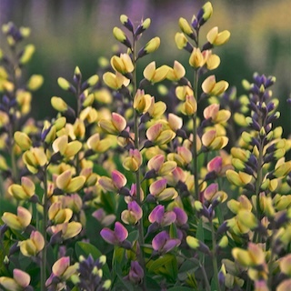 Decadence Pink Lemonade false indigo with pink and yellow flowers close-up