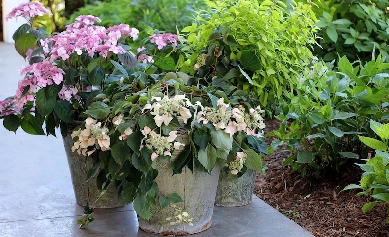 Tuff Stuff hydrangea growing in a decorative container grouping