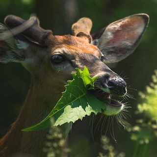 Best Deer-Resistant Perennials for Shade