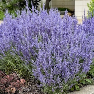 Denim N Lace Russian sage plants in foundation planting