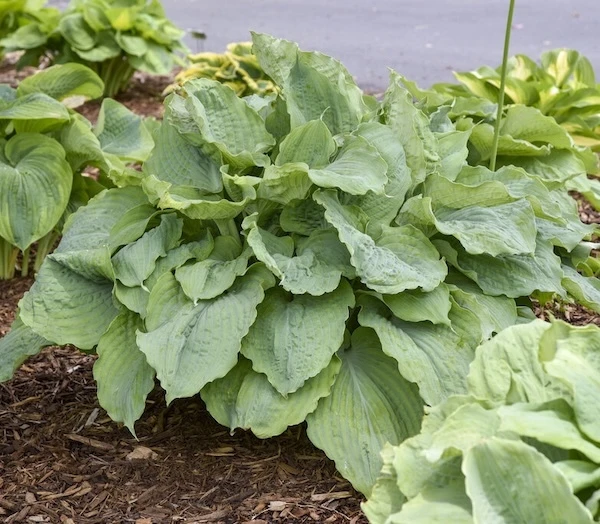 Shadowland Diamond Lake Hosta planted in a shade garden grouping
