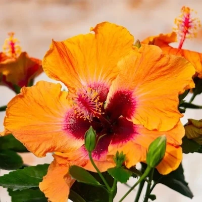 Orange and magenta flower on Hollywood Hibiscus Disco Diva
